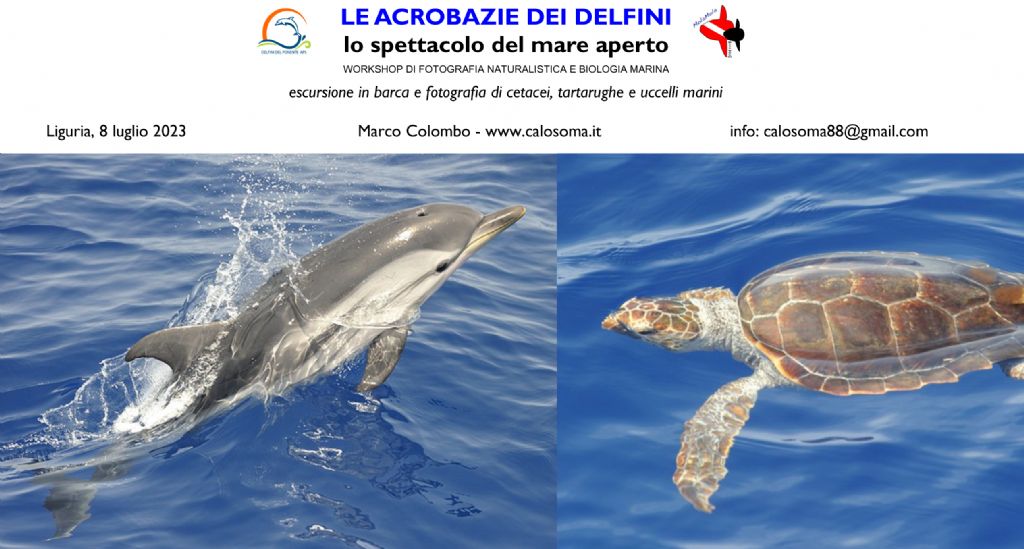 escursione cetacei e fotografia